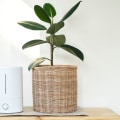 Are Ionic Air Purifiers Good for Allergies? - A Comprehensive Guide